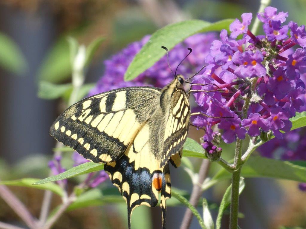 tressmanagement-Schmetterling-auf-Blume